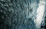 Een dichte school slanke vissen onder het spiegelende wateroppervlak