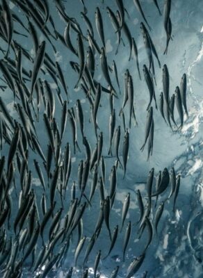 Een dichte school slanke vissen onder het spiegelende wateroppervlak
