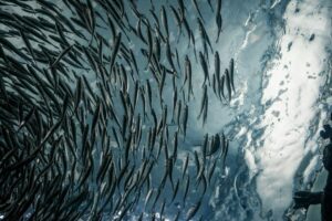 Een dichte school slanke vissen onder het spiegelende wateroppervlak