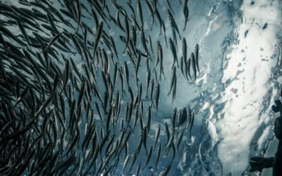 Een dichte school slanke vissen onder het spiegelende wateroppervlak