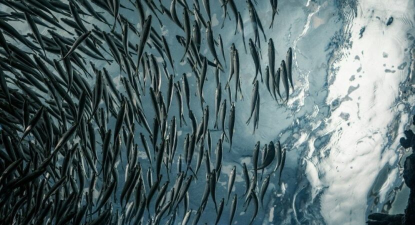 Een dichte school slanke vissen onder het spiegelende wateroppervlak