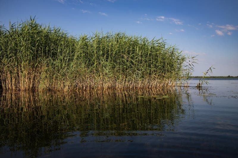 Rietkraag langs rustig water onder een helderblauwe lucht
