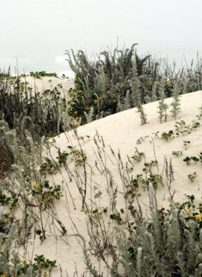 Pioniervegetatie met grijze struiken en kruipende planten op witte duinen
