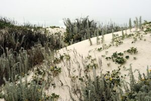 Pioniervegetatie met grijze struiken en kruipende planten op witte duinen