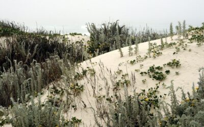 Pioniervegetatie met grijze struiken en kruipende planten op witte duinen