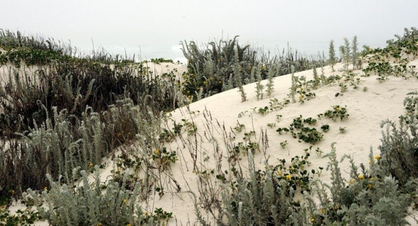 Pioniervegetatie met grijze struiken en kruipende planten op witte duinen