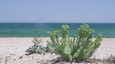 Pionierplanten groeien op een schelpenstrand langs helder blauw water